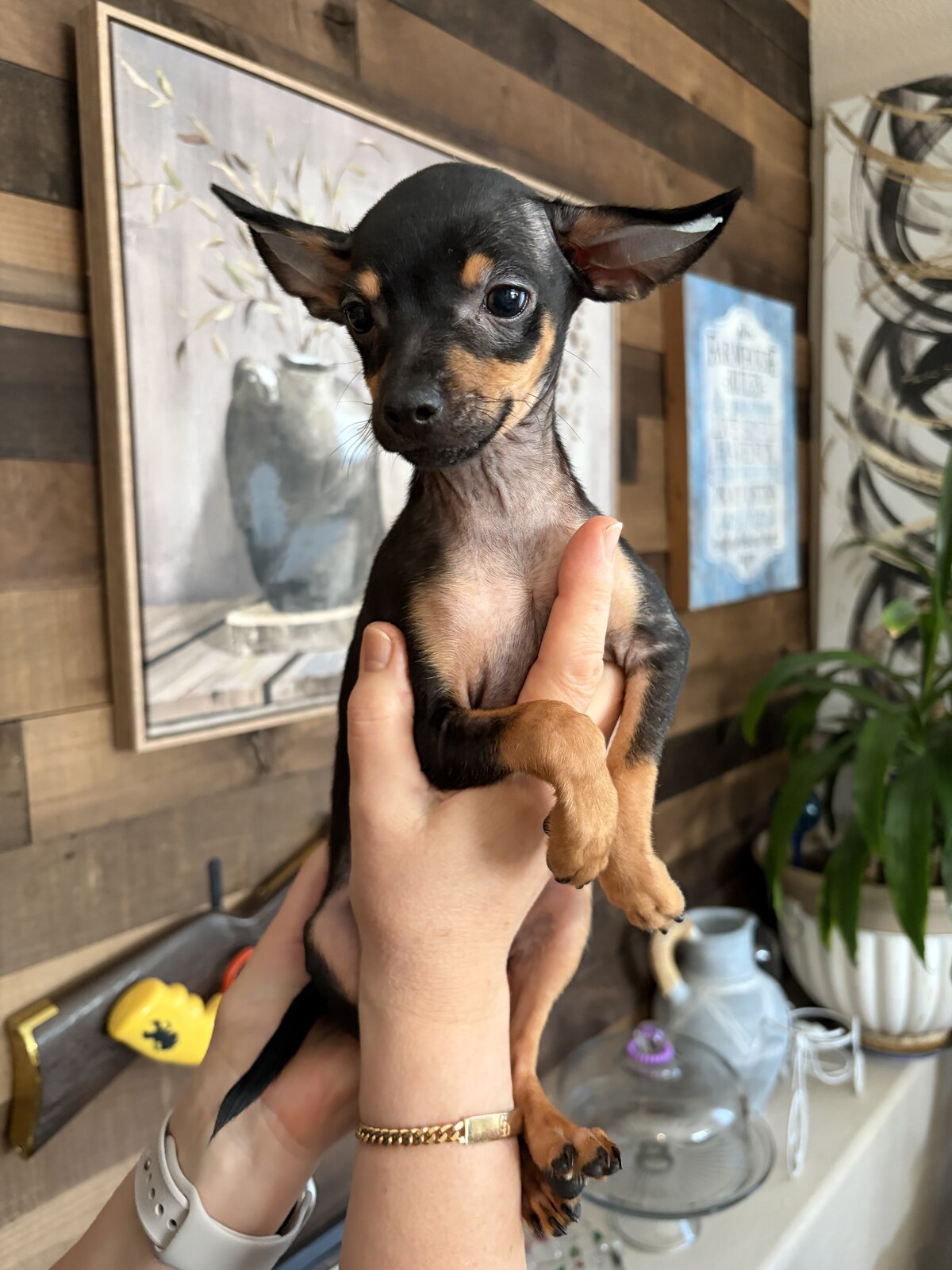 Brown and tan Russian Toy