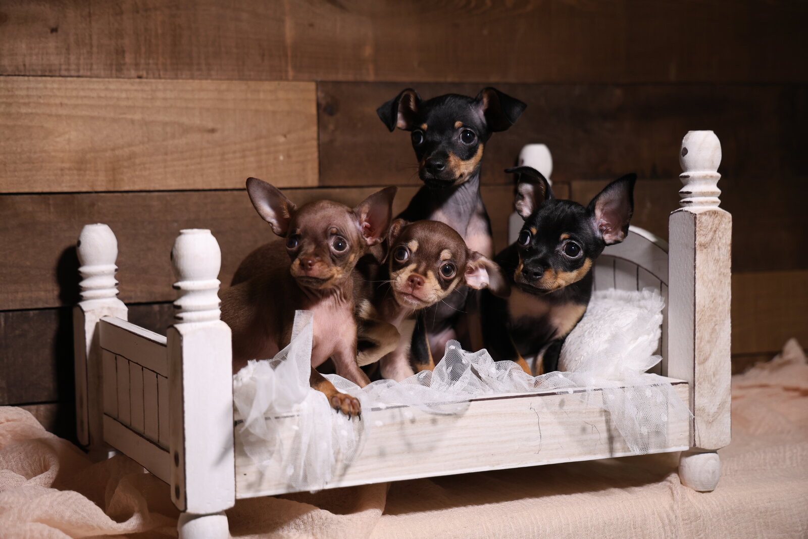 Russian Toy litter