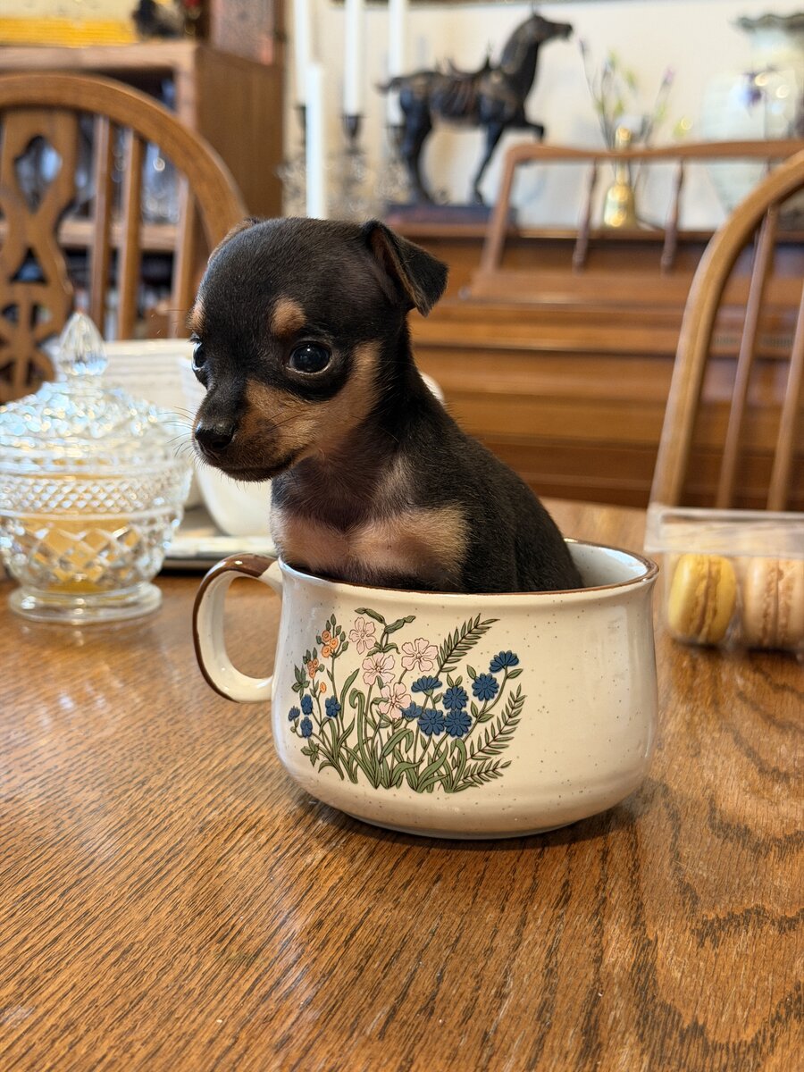 Russian Toy puppy in teacup
