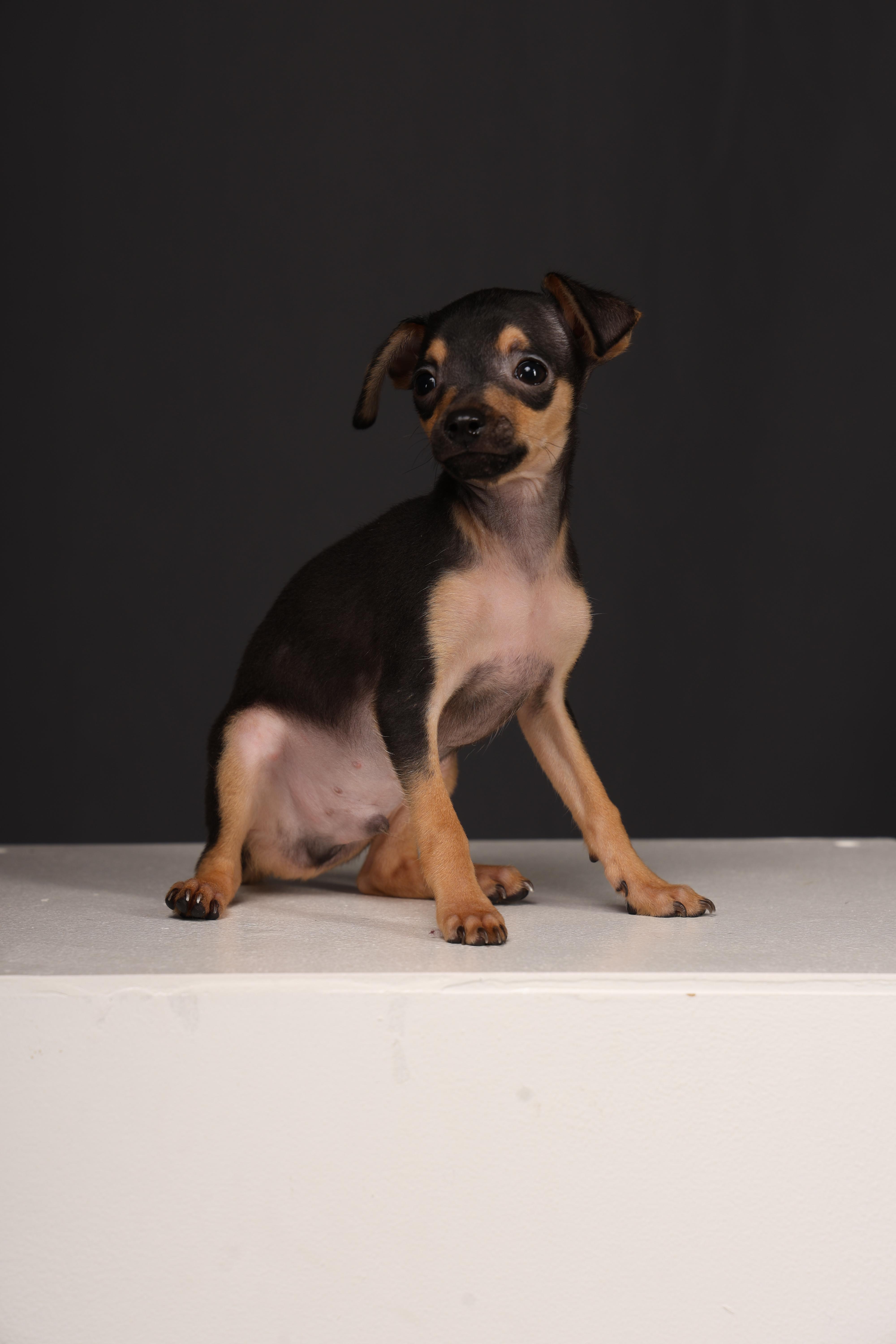 Reese - Black & Tan Russian Toy